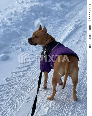 A Staffordshire Terrier in a cozy purple coat stands alert against the snowy background, leash attached. Its proud stance captures the playful spirit of winter adventures in nature A Staffordshire Terrier in a cozy purple coat stands alert against the snowy background, leash attached. Its proud stance captures the playful spirit of winter adventures in nature 135564843