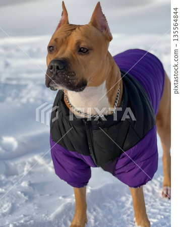 The Staffordshire Terrier, adorned in its stylish purple coat, poses with an alert expression. The snowy landscape enhances its vibrant outfit, adding to the cheerful ambiance 135564844
