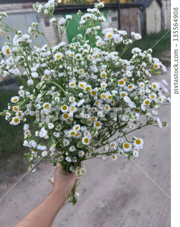 A vibrant bouquet of white daisies with yellow centers fills the frame, held in one hand against a soft blurred background, celebrating nature's beauty and freshness A vibrant bouquet of white daisies with yellow centers fills the frame, held in one hand against a soft blurred background, celebrating nature's beauty and freshness 135564908