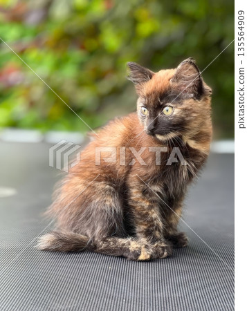 A charming tortoiseshell kitten sits gracefully, her fur reflecting shades of brown and orange. Her bright green eyes gaze thoughtfully, showcasing innocence and curiosity A charming tortoiseshell kitten sits gracefully, her fur reflecting shades of brown and orange. Her bright green eyes gaze thoughtfully, showcasing innocence and curiosity 135564909