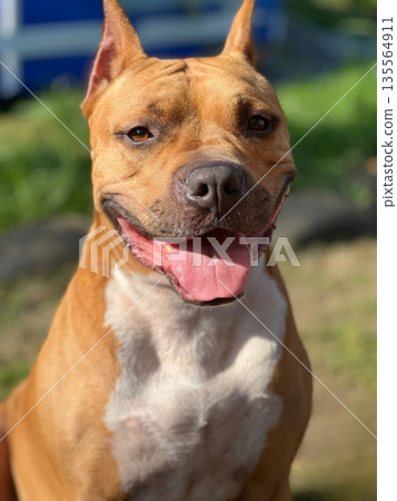 A joyful Staffordshire Terrier beaming with happiness, its playful smile lights up the frame. This sturdy dog enjoys the day, inviting everyone to join in the fun A joyful Staffordshire Terrier beaming with happiness, its playful smile lights up the frame. This sturdy dog enjoys the day, inviting everyone to join in the fun 135564911