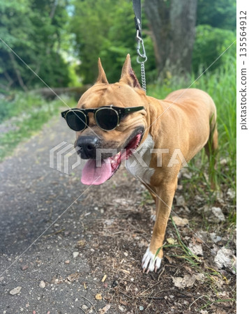 A cheerful Staffordshire Terrier enjoys a sunny walk, sporting stylish sunglasses. Its playful demeanor and happy expression make for a delightful sight in nature. 135564912