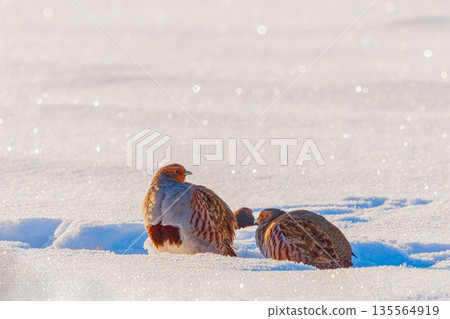 A freckle partridge - Perdix perdix on the snow A freckle partridge - Perdix perdix on the snow 135564919