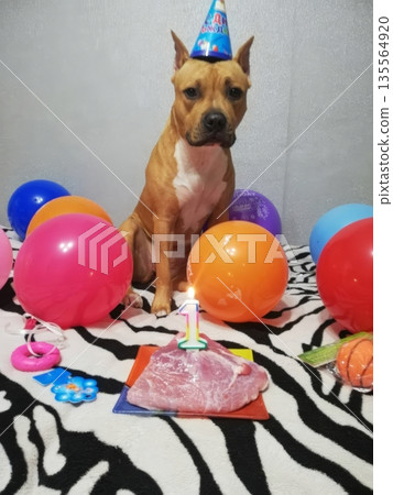 A Staffordshire Terrier celebrates its first birthday, adorned with a festive birthday hat and surrounded by colorful balloons. A meat platter sits in front, highlighting the special occasion 135564920