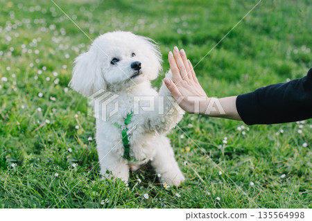 Cute Bichon Frise puppy playing with owner. Portrait of a puppy. Cute Bichon Frise puppy playing with owner. Portrait of a puppy. 135564998