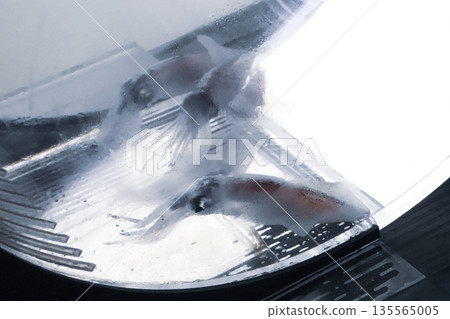 螢火魷魚遊動的水箱 螢火魷魚遊動的水箱 135565005