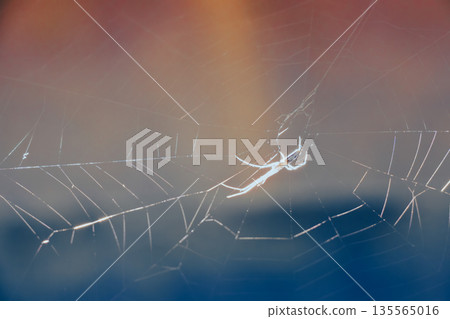 陽光照射在蜘蛛網上 陽光照射在蜘蛛網上 135565016