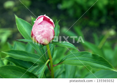 a blossoming purple peony bud against a green background of foliage. a blossoming purple peony bud against a green background of foliage. 135565032