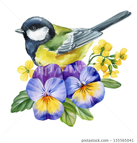 Great tit bird with pansies watercolor illustration with purple viola flowers and yellow mustard blooms with fresh green leaves 135565041