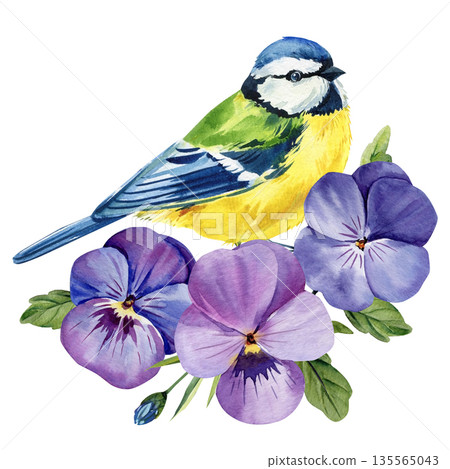Blue tit with purple pansy flowers watercolor bird with violet viola blooms and green leaves isolated on white background Blue tit with purple pansy flowers watercolor bird with violet viola blooms and green leaves isolated on white background 135565043