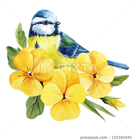 Blue tit with yellow pansy flowers watercolor spring bird among bright viola blooms and green leaves isolated on white background 135565045