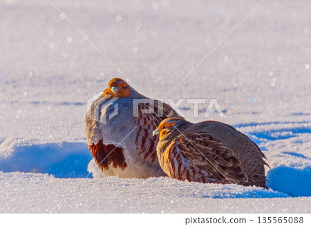 A freckle partridge - Perdix perdix on the snow 135565088