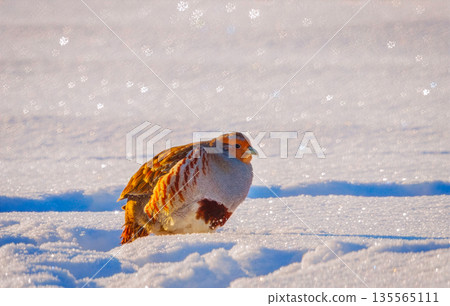 A freckle partridge - Perdix perdix on the snow 135565111