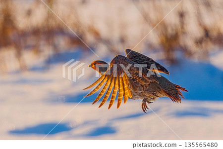 A freckle partridge - Perdix perdix in flight 135565480