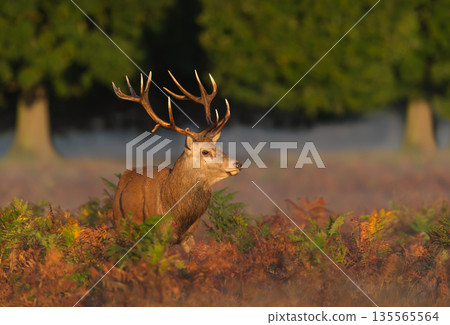 Red deer stag standing in ferns in autumn meadow 135565564