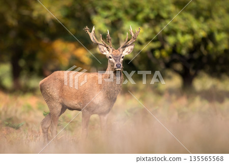 Young Red deer stag standing in ferns in autumn meadow Young Red deer stag standing in ferns in autumn meadow 135565568