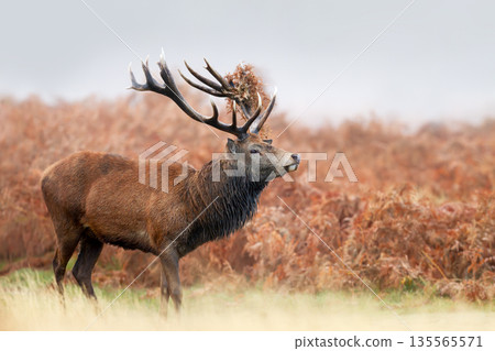 Red deer stag in autumn season 135565571