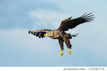 White-tailed sea eagle flying against a blue sky White-tailed sea eagle flying against a blue sky 135565574