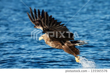 White-tailed sea eagle in flight with powerful claws catching fish White-tailed sea eagle in flight with powerful claws catching fish 135565576