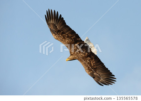 White-tailed sea eagle flying against a blue sky White-tailed sea eagle flying against a blue sky 135565578