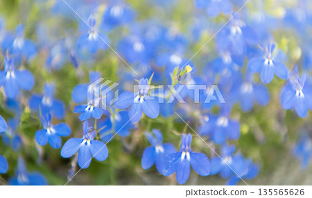 Blue lobelia flower. Natural flower plant. Flora nature. Blue flower background. Floral lobelia blue background. Lobelia flower. Flowering lobelia in macro, selective focus. Spring natural backdrop 135565626