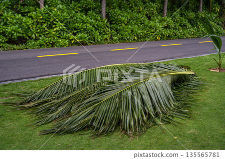 Green palm branches lie on the lawn near the road Green palm branches lie on the lawn near the road 135565781