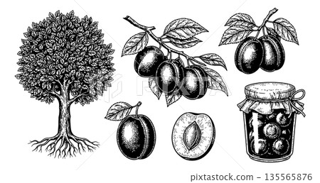 Hand drawn line art plum botanical elements set featuring a plum tree with roots, plum branches, a whole plum, a halved plum, and a jar of plum jam for healthy food concepts or packaging designs 135565876