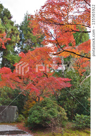 Konnoji寺廟秋葉 Konnoji寺廟秋葉 135565922