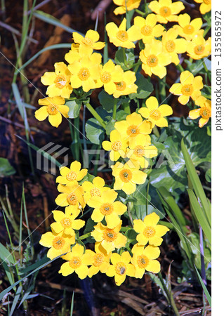 Caltha palustris growing in swamp closeup. Spring flowers. Marsh Marigold flowers Caltha palustris growing in swamp closeup. Spring flowers. Marsh Marigold flowers 135565972