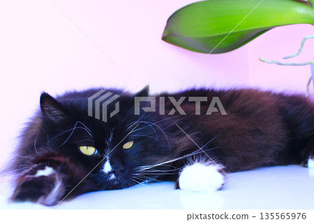 Cat laying on pink background. Domestic pet 135565976