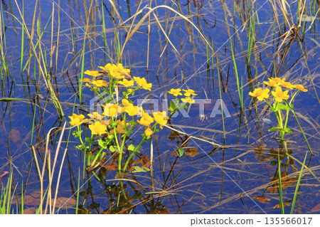 Caltha palustris growing in swamp. Spring flowers. Marsh Marigold flowers Caltha palustris growing in swamp. Spring flowers. Marsh Marigold flowers 135566017