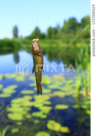 Small tench caught on fishing-rod. Fishing. Fish caught Small tench caught on fishing-rod. Fishing. Fish caught 135566024