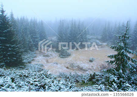 Clearing in forest with spruces after first snow in year. Glade among spruce wood 135566026
