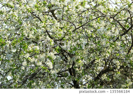 Blossoming cherry tree. White flowers 135566184