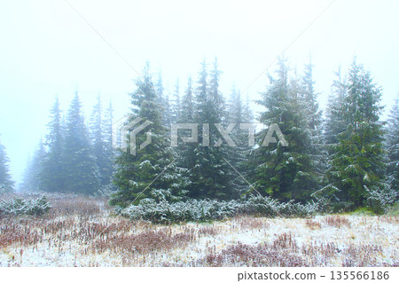 Forest with fir-trees after first snow in year. Gloomy fir wood Forest with fir-trees after first snow in year. Gloomy fir wood 135566186