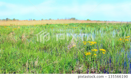 Caltha palustris growing in swamp. Spring flowers. Marsh Marigold flowers Caltha palustris growing in swamp. Spring flowers. Marsh Marigold flowers 135566190