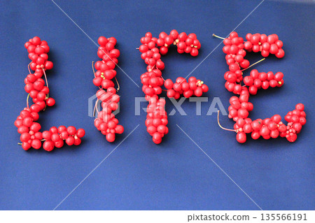 Schizandra useful plant. Word Life from red ripe berries of schisandra. Gift of nature 135566191