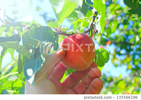 Hand tearing off ripe fruit of apricot Hand tearing off ripe fruit of apricot 135566196