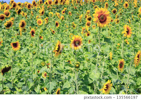 Field of blooming sunflowers Field of blooming sunflowers 135566197