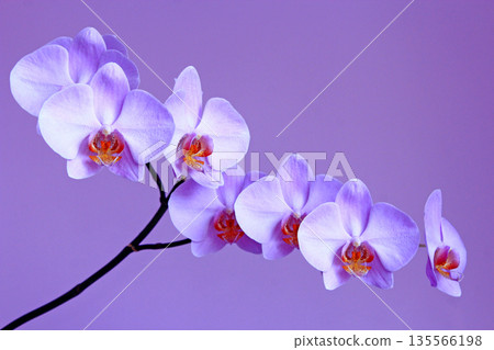 Pink orchid. Branch of the blooming decorative flower 135566198