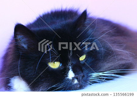 Feline muzzle lying and sleeping. Cat close up 135566199