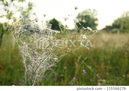 Plant is wrapped in wet web at dawn. Water droplets on cobweb 135566276