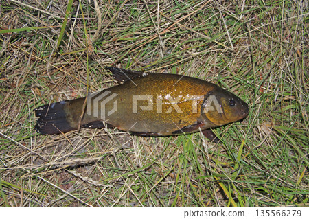 Caught tench laying on green grass. Successful fishing Caught tench laying on green grass. Successful fishing 135566279