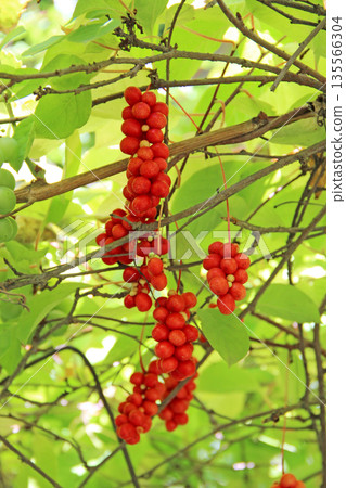 Branches of red schisandra. Schizandra chinensis plant with fruits on branch 135566304