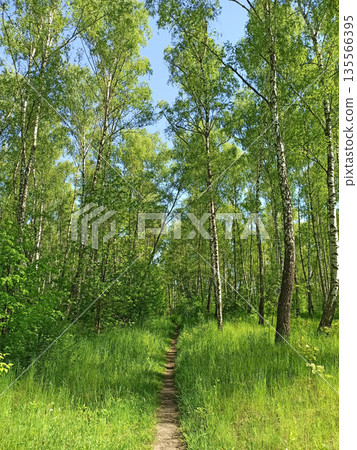 Walkway in the spring wood. Beautiful forest path among green trees and bushes 135566395