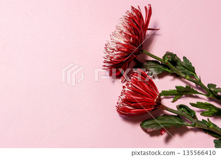 Chrysanthemums on a pink background Chrysanthemums on a pink background 135566410