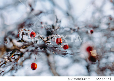 Frozen tree branch with red berries covered in ice and snow against soft blue winter trees background. Wintertime nature detail, cold weather scene. 135566431