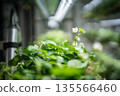 Smart greenhouse grow organic strawberry with hydroponic, fertilization, pollination by bumblebees. 135566460