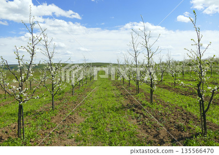 processing of trees in the garden in spring. Agriculture. Seedling nursery processing of trees in the garden in spring. Agriculture. Seedling nursery 135566470