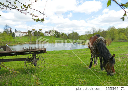 harnessed horse grazes in a meadow against the backdrop of an old castle. harnessed horse grazes in a meadow against the backdrop of an old castle. 135566471